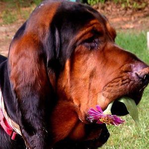 Meet your Posher, Bobby